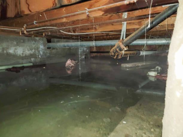 Best Mold removal after water damage  in Weaver, AL