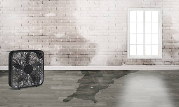 Best Water damage contractors near me  in Weaver, AL
